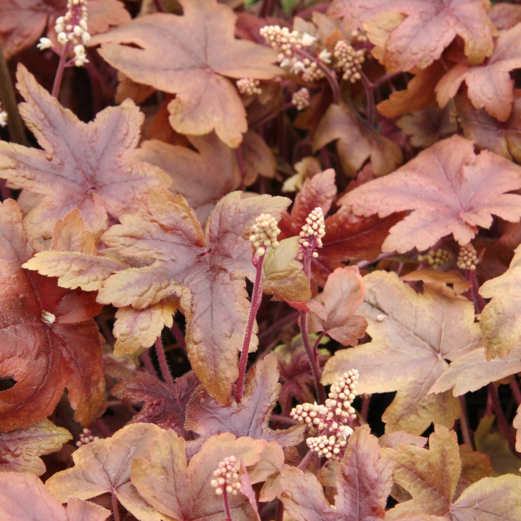 Heucherella Brass Lantern