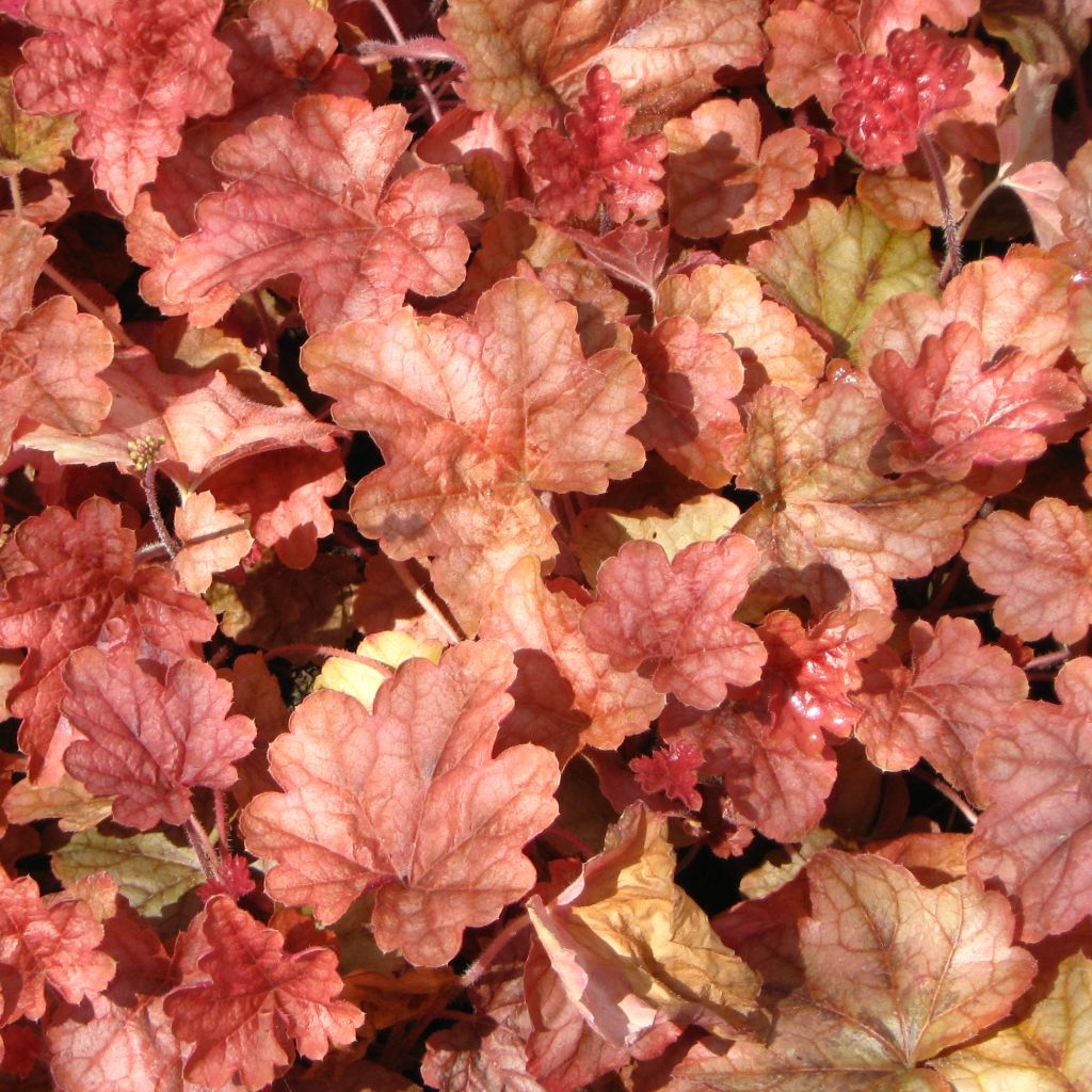 Heucherella Copper Cascade