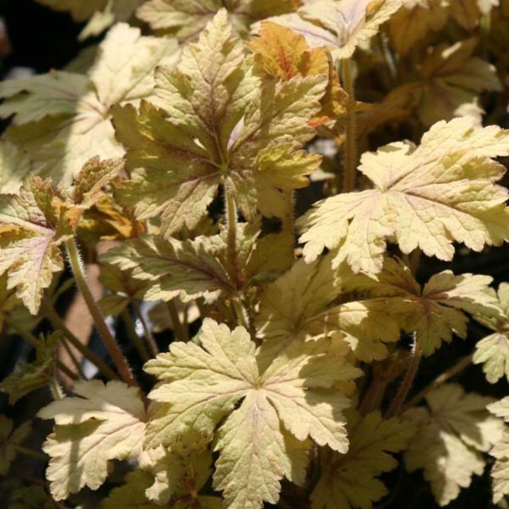 Heucherella Golden Zebra