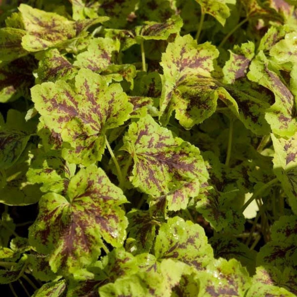 Heucherella Solar Power