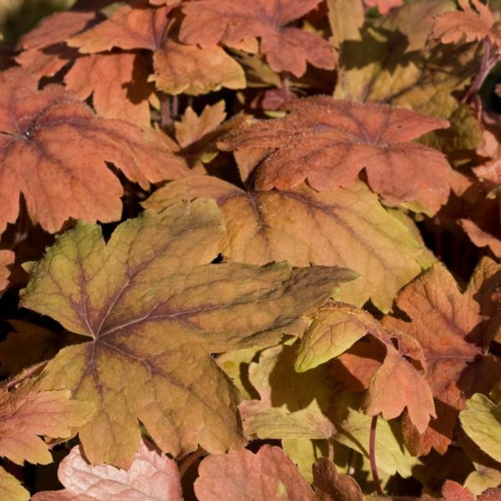 Heucherella Sweet Tea