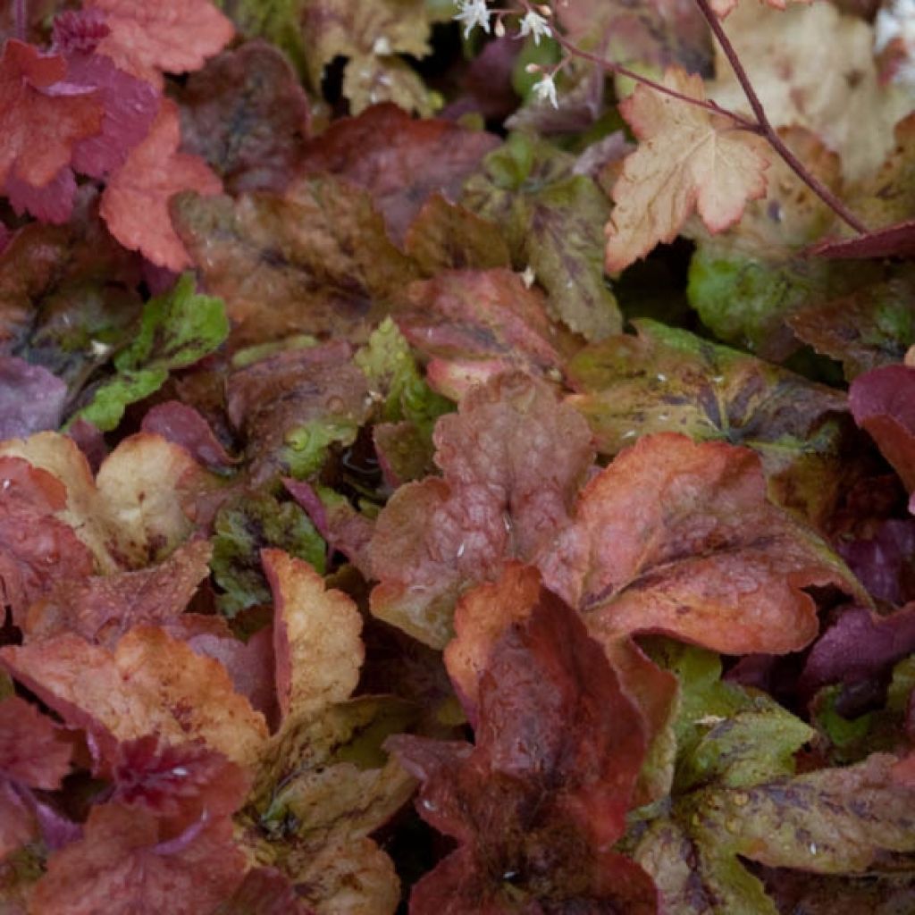 Heucherella Redstone Falls