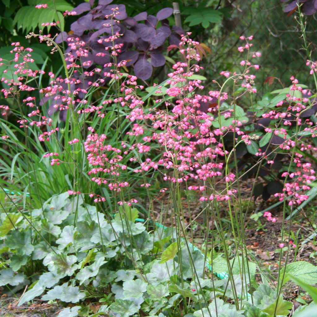 Heucherella tiarelloïdes