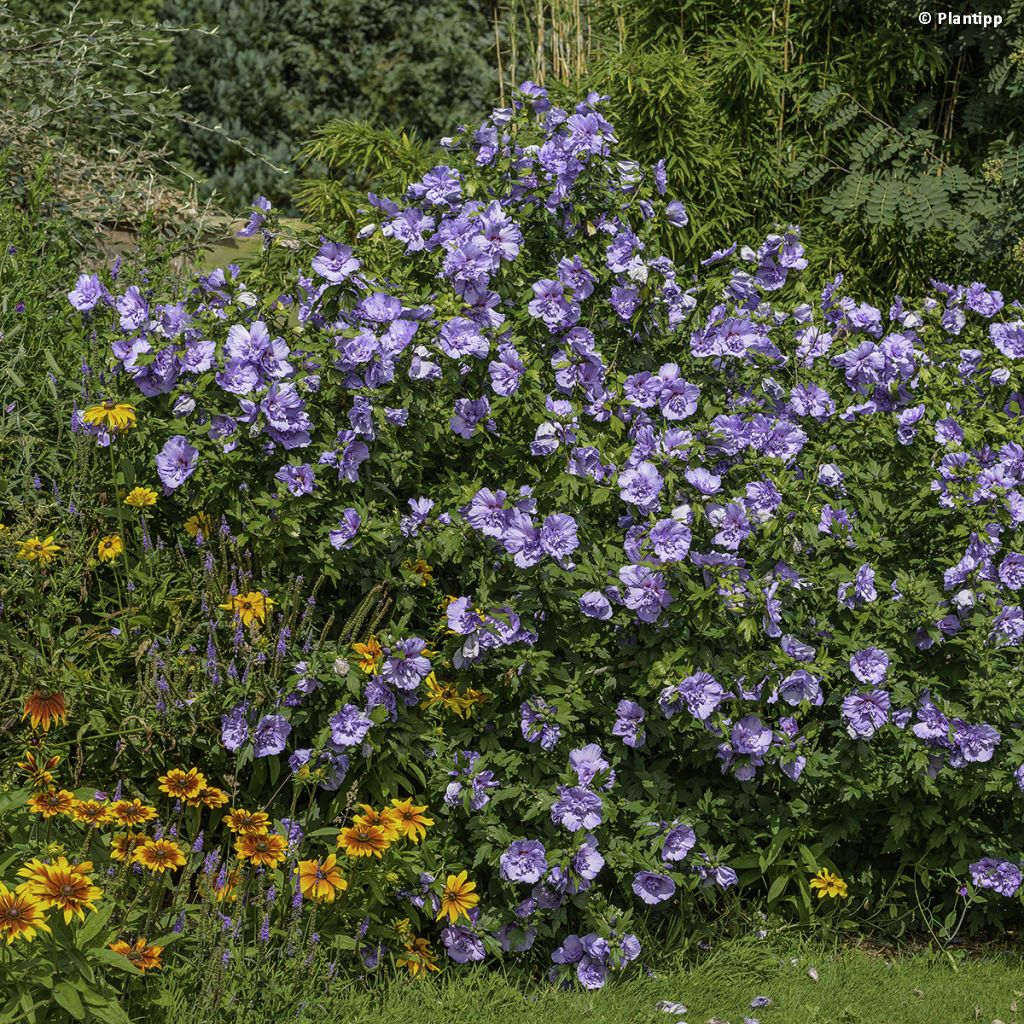 Altea Blue Chiffon - Hibiscus syriacus