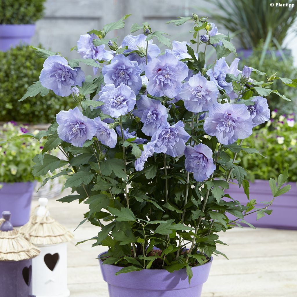 Altea Blue Chiffon - Hibiscus syriacus