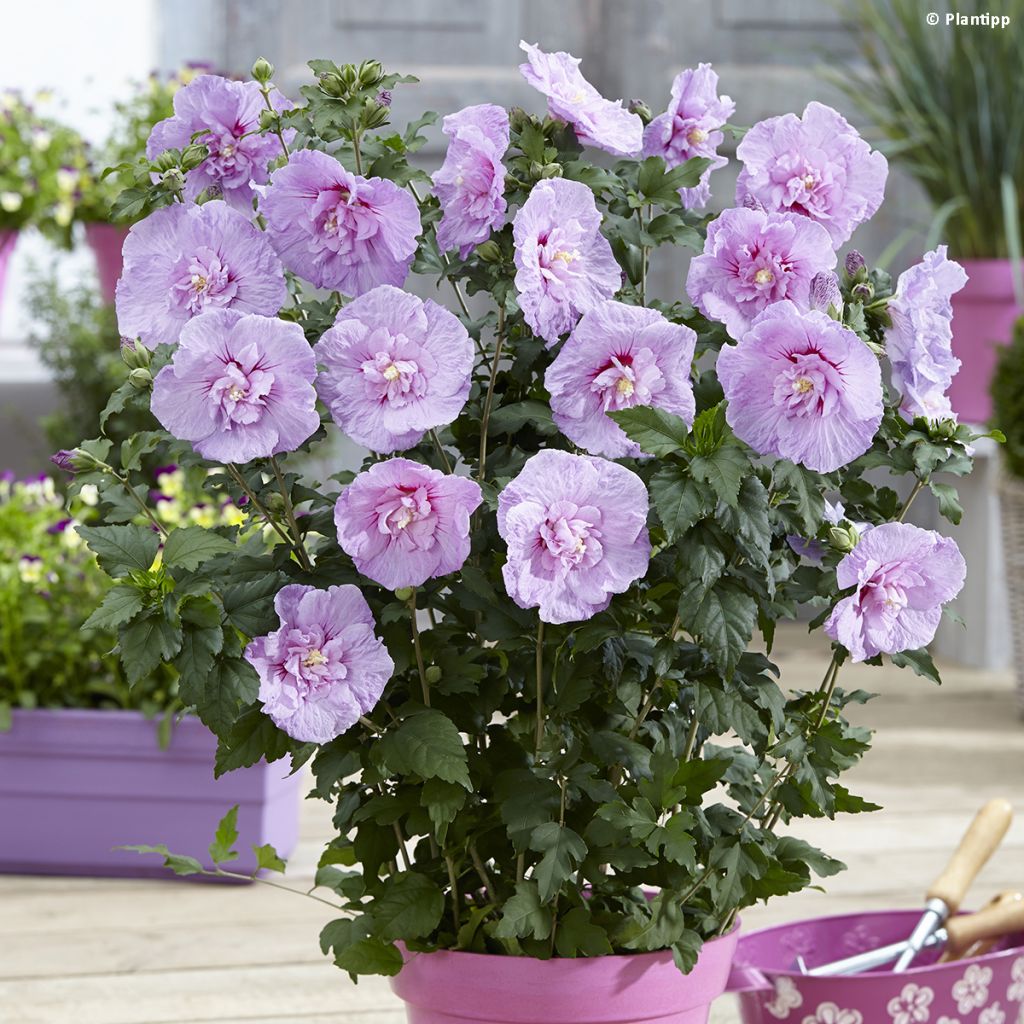 Altea Lavender Chiffon - Hibiscus syriacus