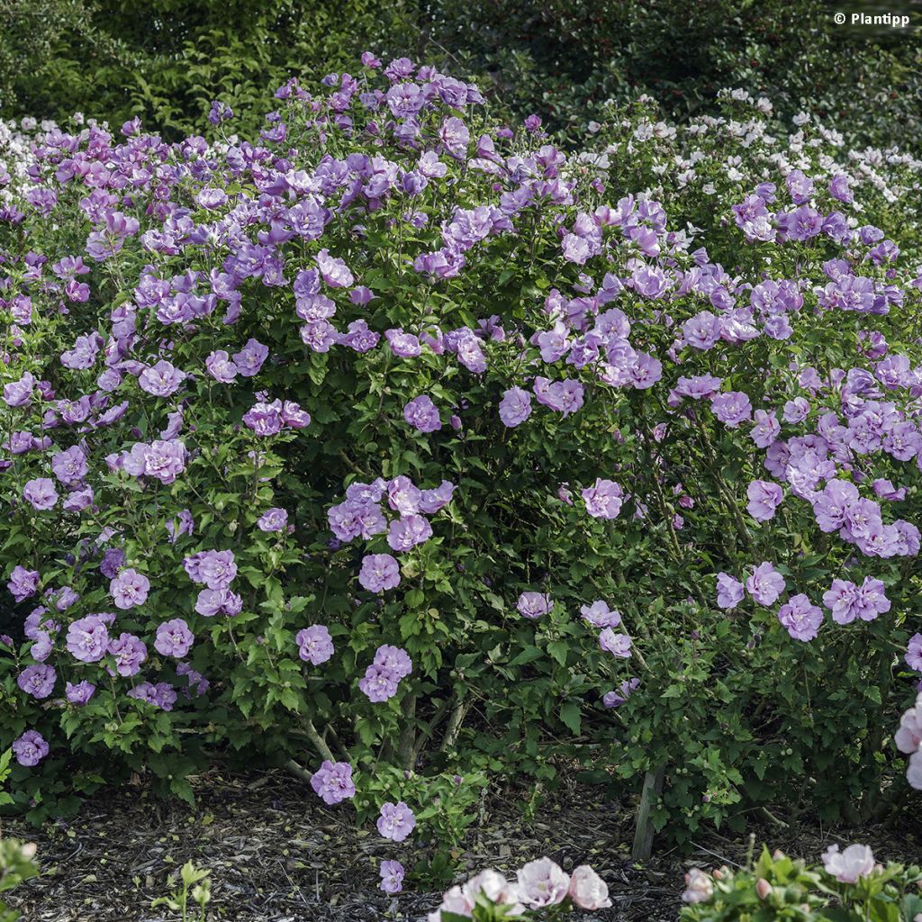 Altea Lavender Chiffon - Hibiscus syriacus