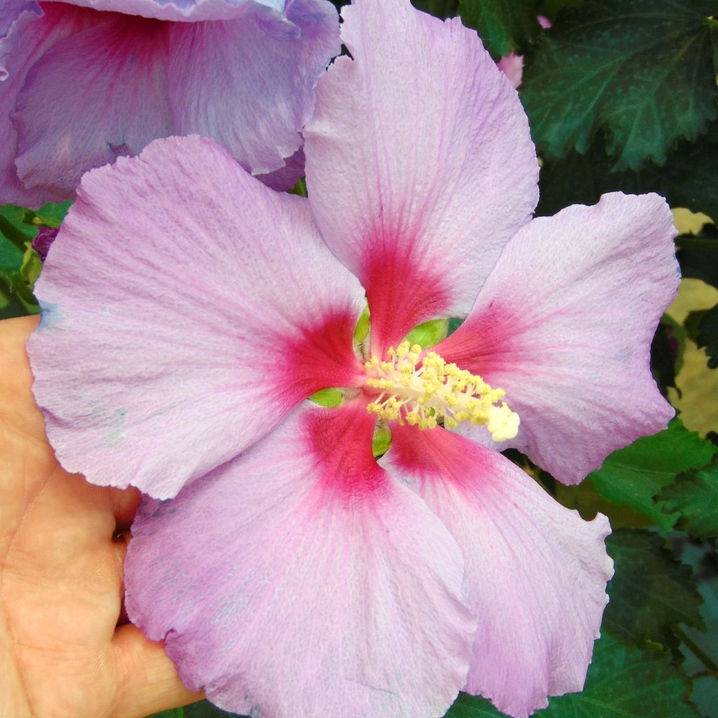 Hibiscus Rose Moon - Altea