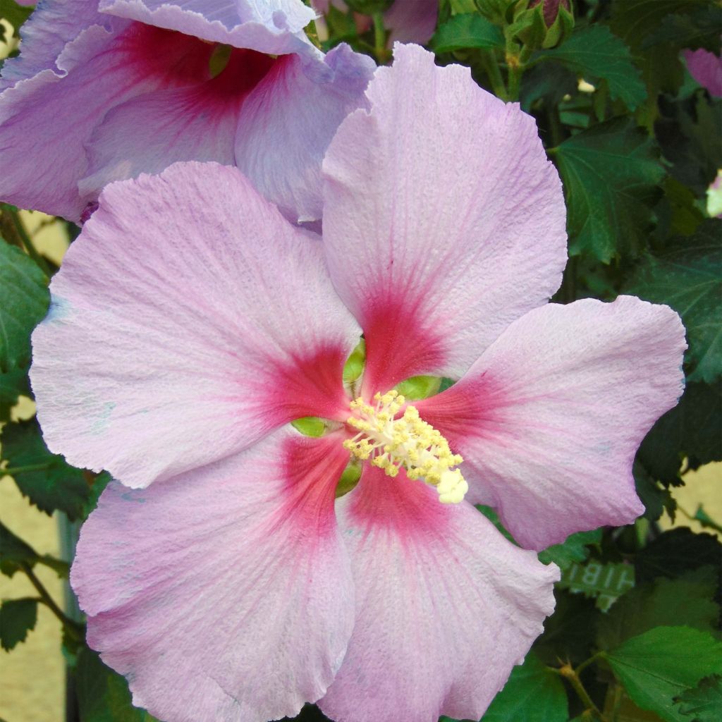 Hibiscus Rose Moon - Altea