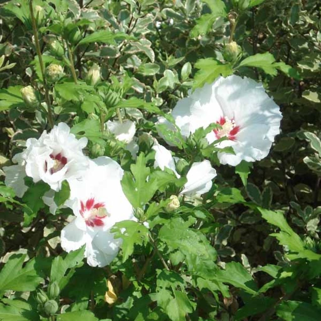 Hibiscus syriacus Sup'Heart® - Althéa à grosses fleurs