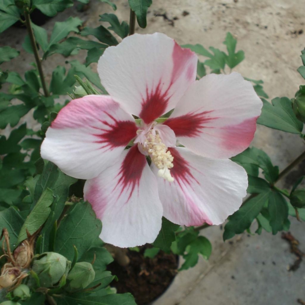 Hibiscus syriacus Hamabo - Althéa ou mauve en arbre