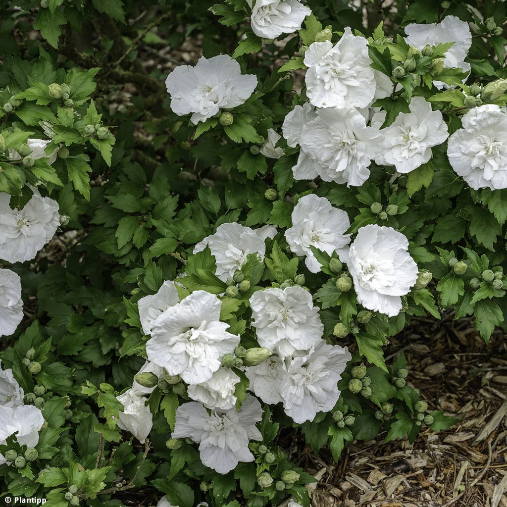 Altea White Chiffon - Hibiscus syriacus