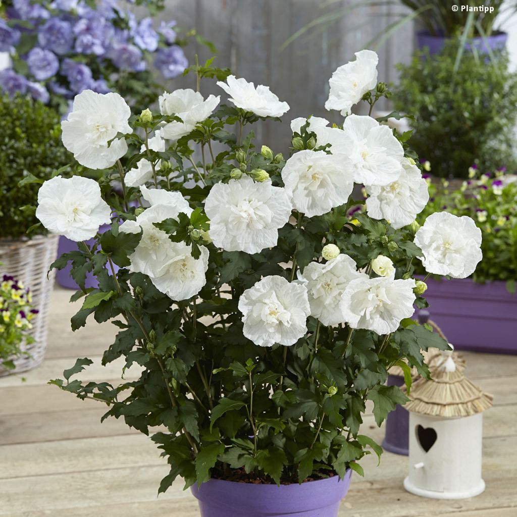 Altea White Chiffon - Hibiscus syriacus