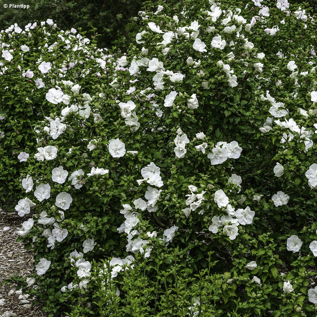 Altea White Chiffon - Hibiscus syriacus