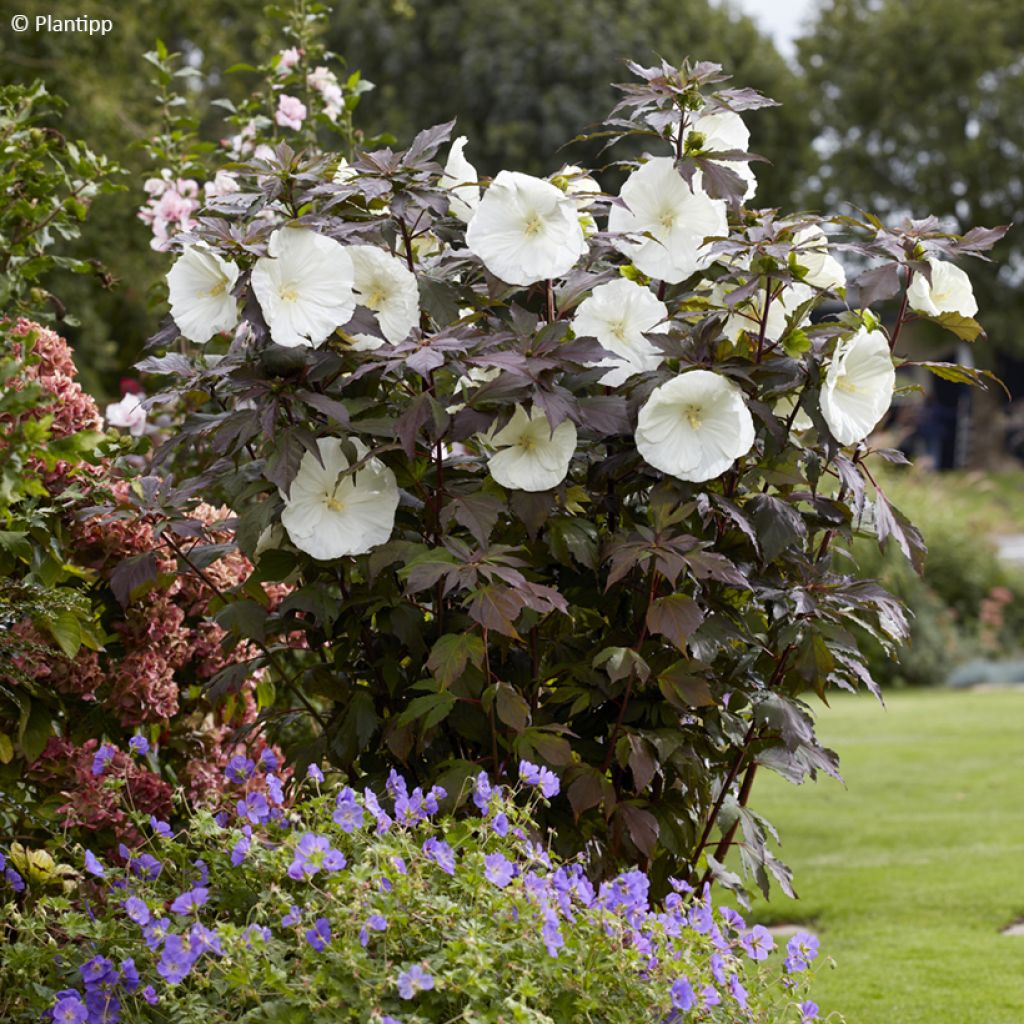 Hibiscus moscheutos Carousel® Ghost® - Hibisco moschetos