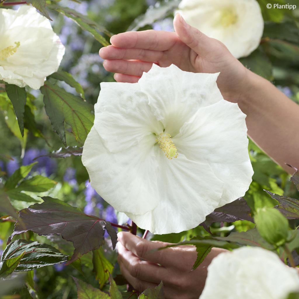 Hibiscus moscheutos Carousel® Ghost® - Hibisco moschetos