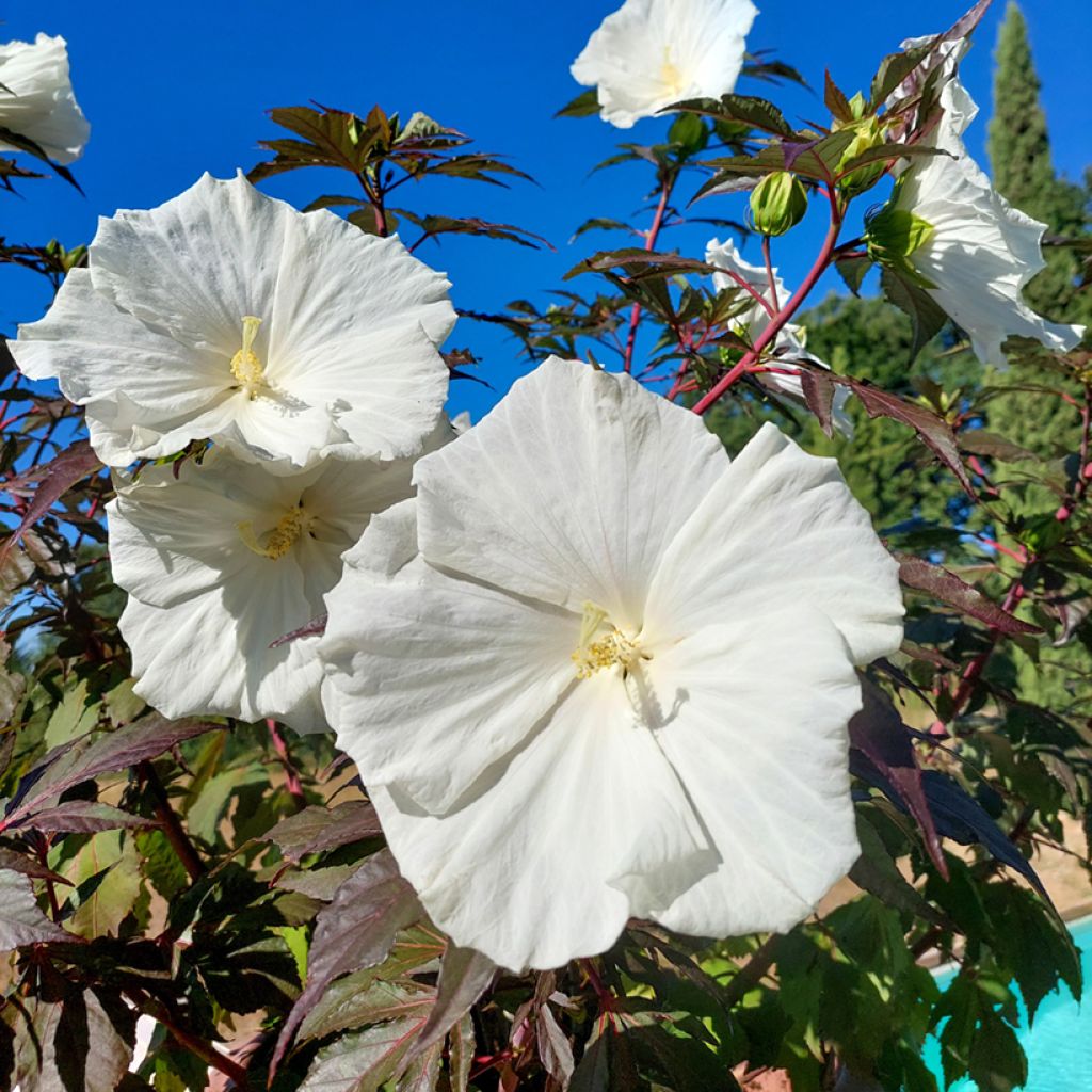 Hibiscus moscheutos Carousel® Ghost® - Hibisco moschetos