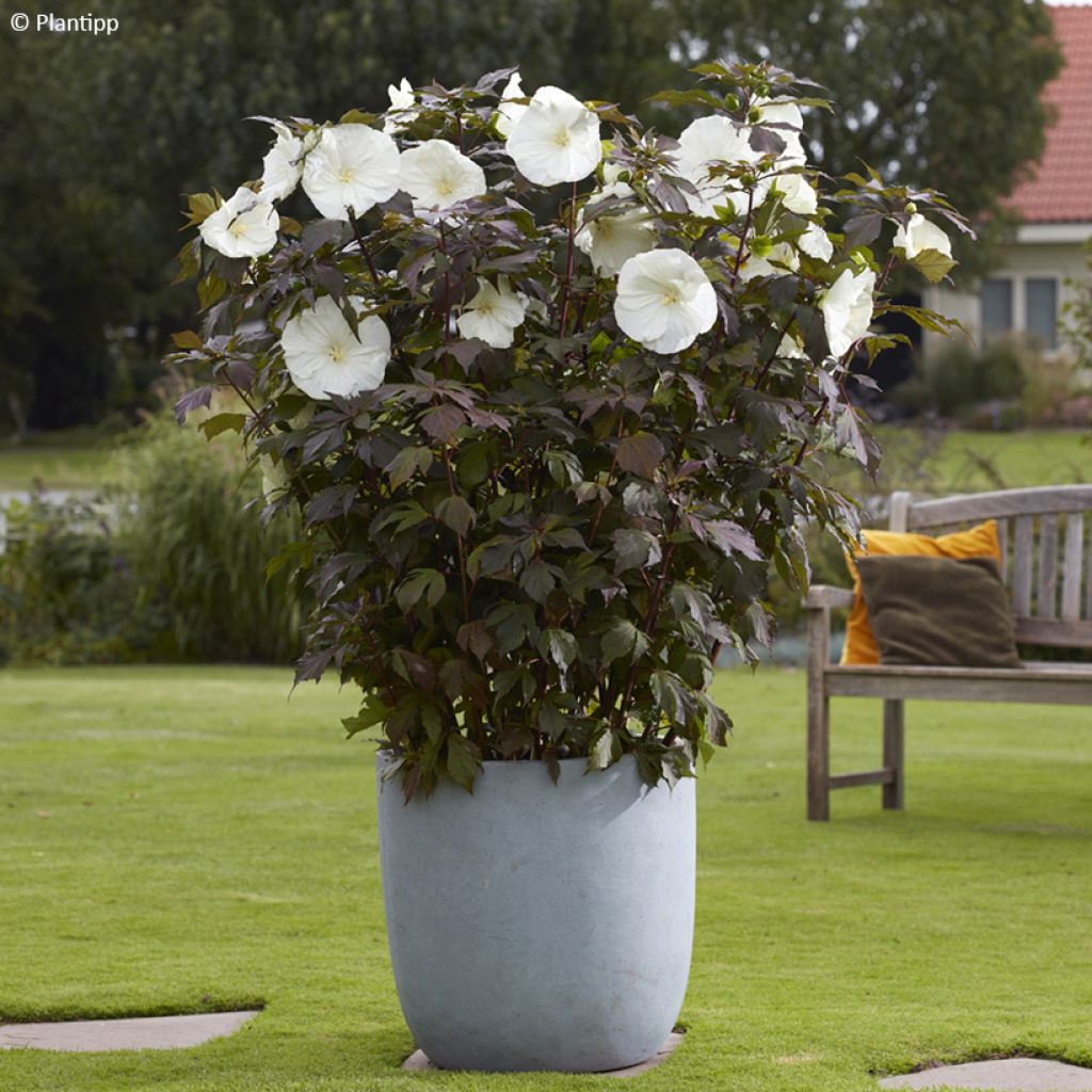 Hibiscus moscheutos Carousel® Ghost® - Hibisco moschetos