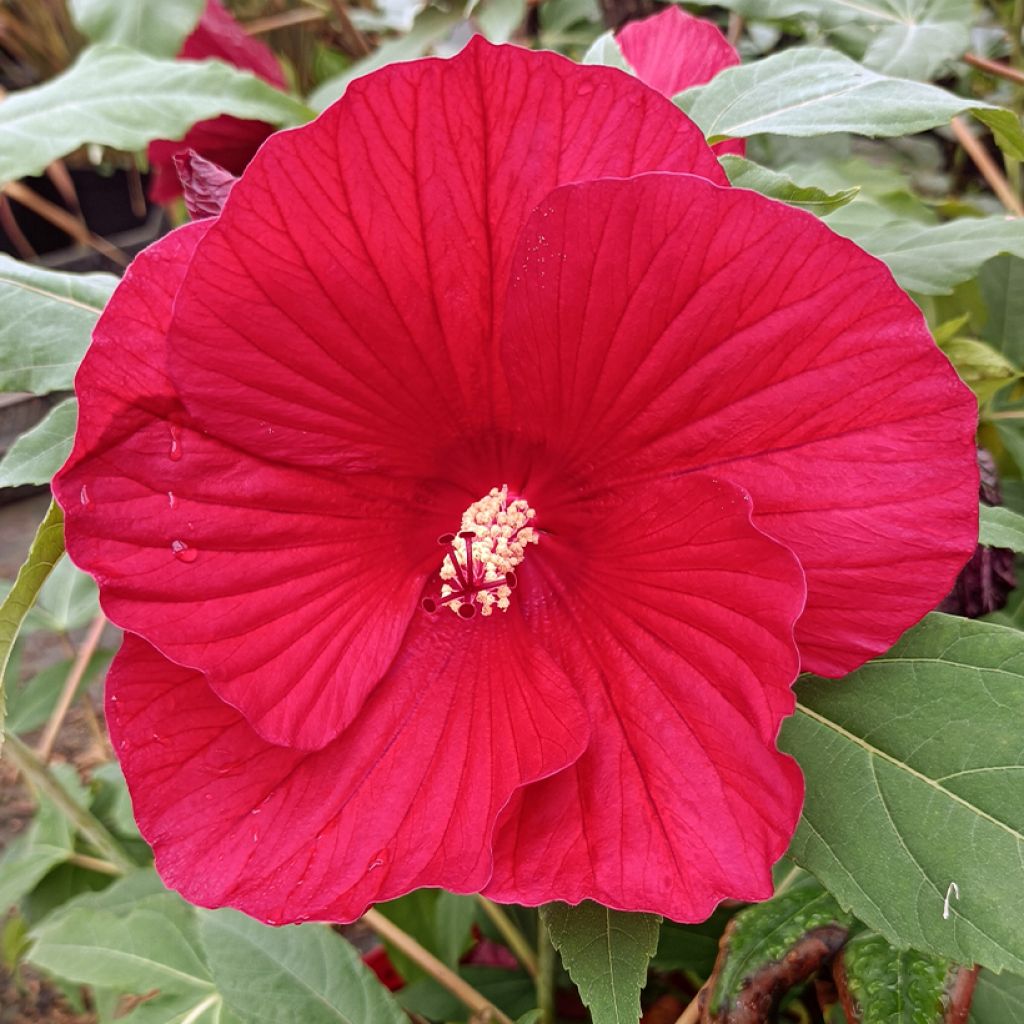 Hibiscus moscheutos Midnight Marvel - Hibisco moschetos