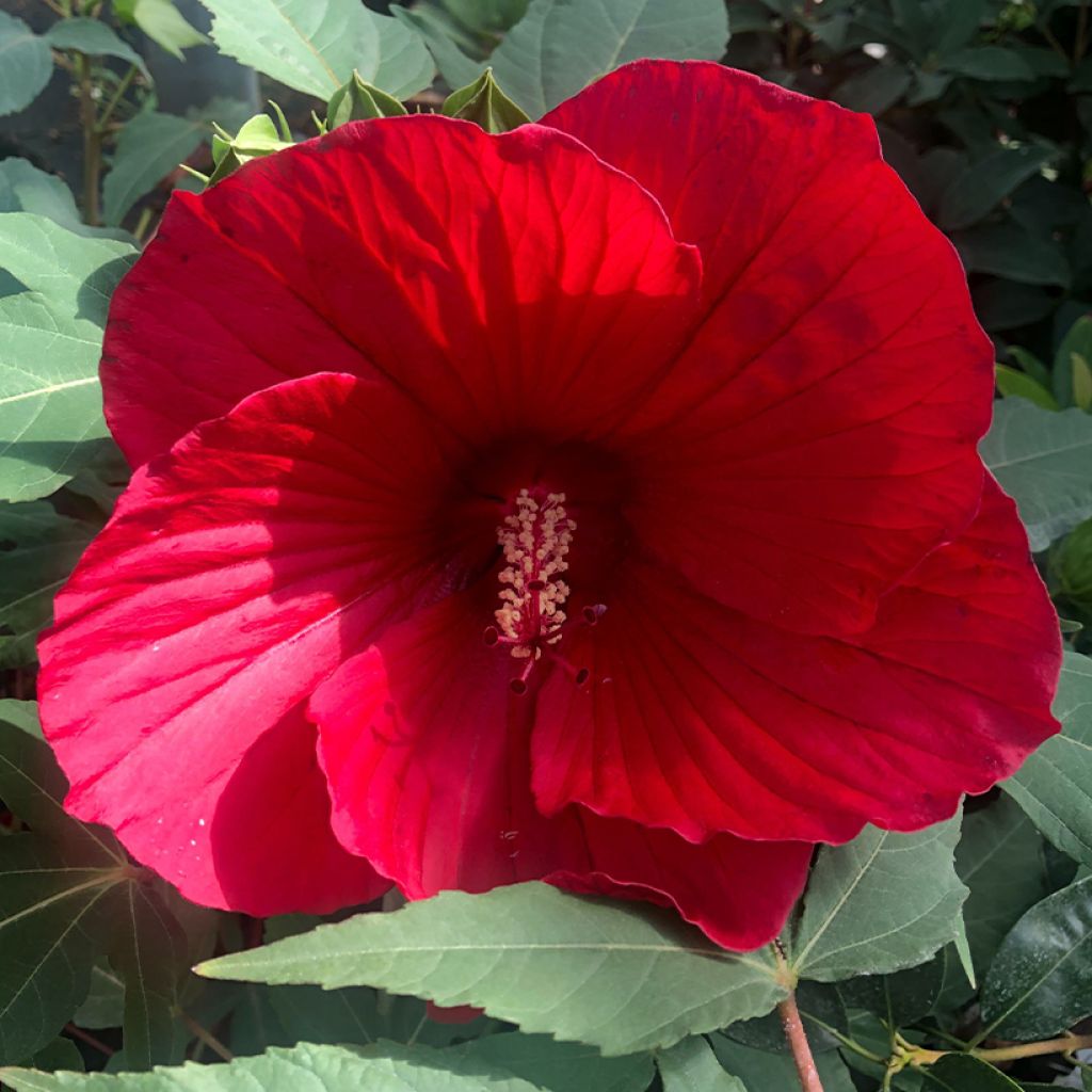 Hibiscus moscheutos Midnight Marvel - Hibisco moschetos