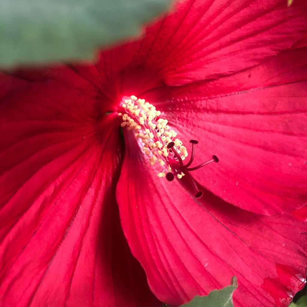 Hibiscus moscheutos Midnight Marvel - Hibisco moschetos