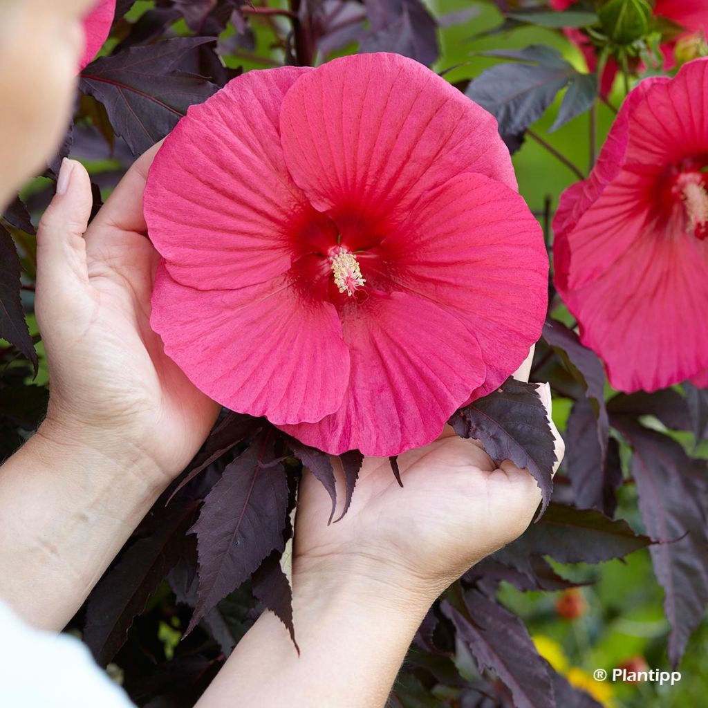 Hibiscus moscheutos Pink Passion - Hibiscus des marais