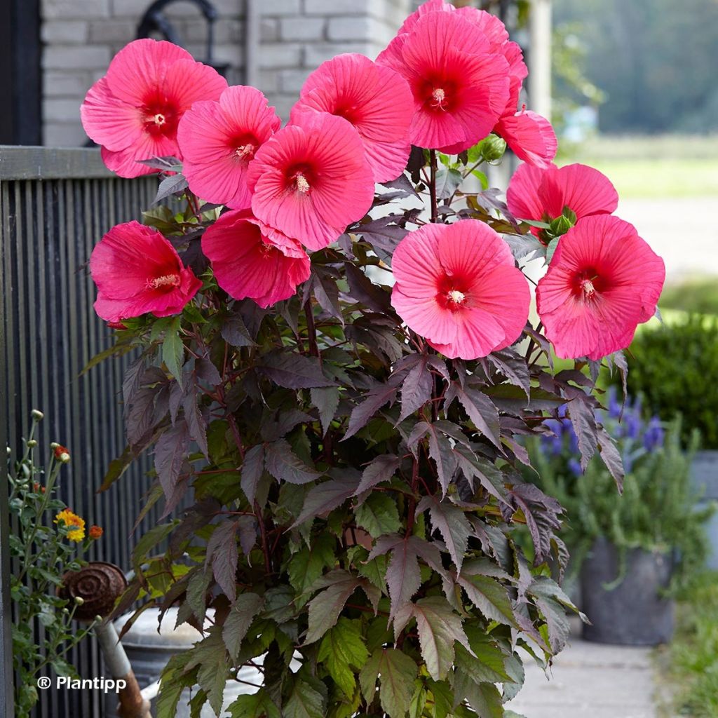 Hibiscus moscheutos Pink Passion - Hibiscus des marais