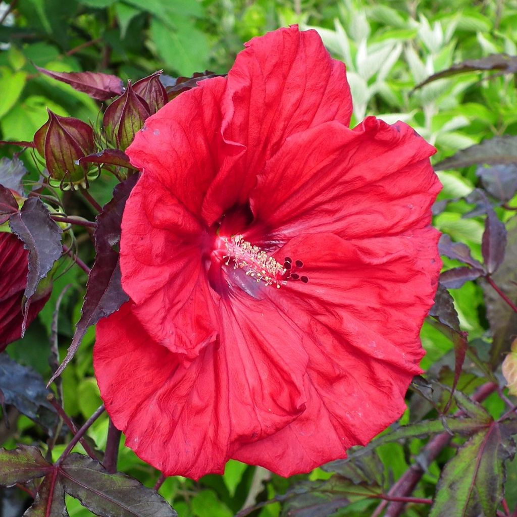 Hibiscus moscheutos Red Wine - Hibiscus des marais