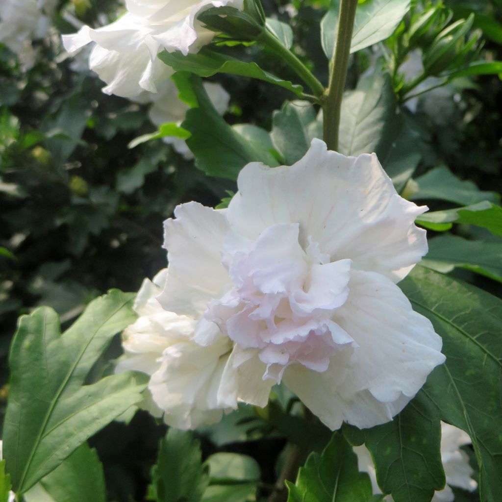 Altea Admiral Dewey - Hibiscus syriacus