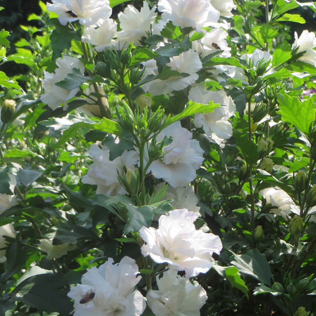 Altea Admiral Dewey - Hibiscus syriacus