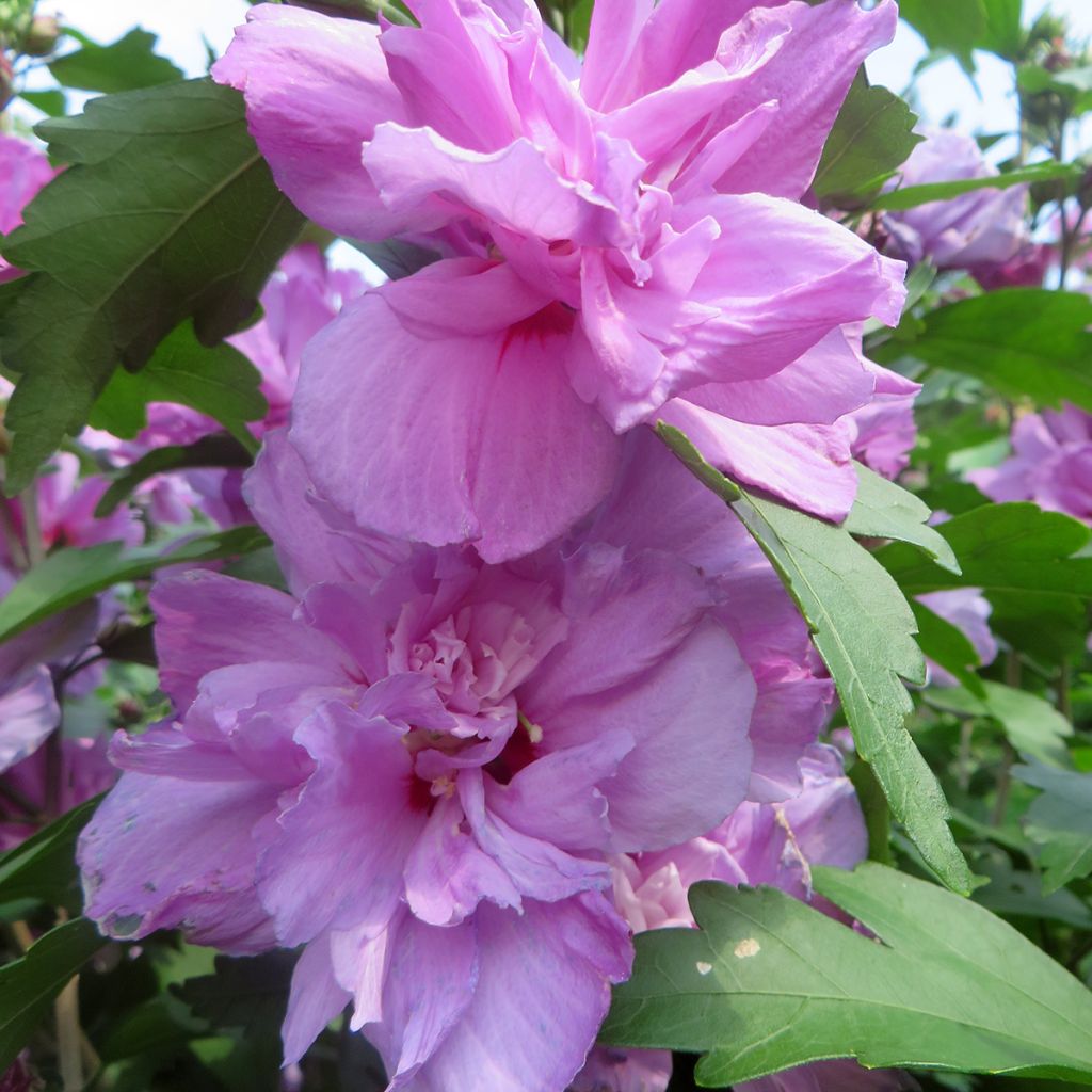 Altea Ardens - Hibiscus syriacus