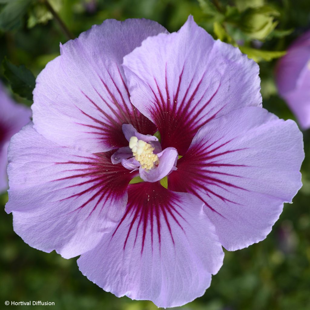 Altea B'twist Lavende - Hibiscus syriacus