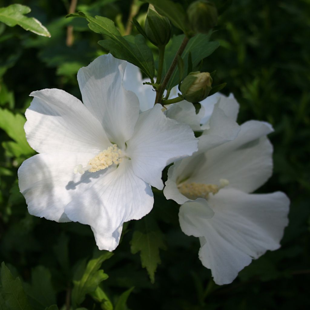 Hibiscus syriacus Eléonore - Altea