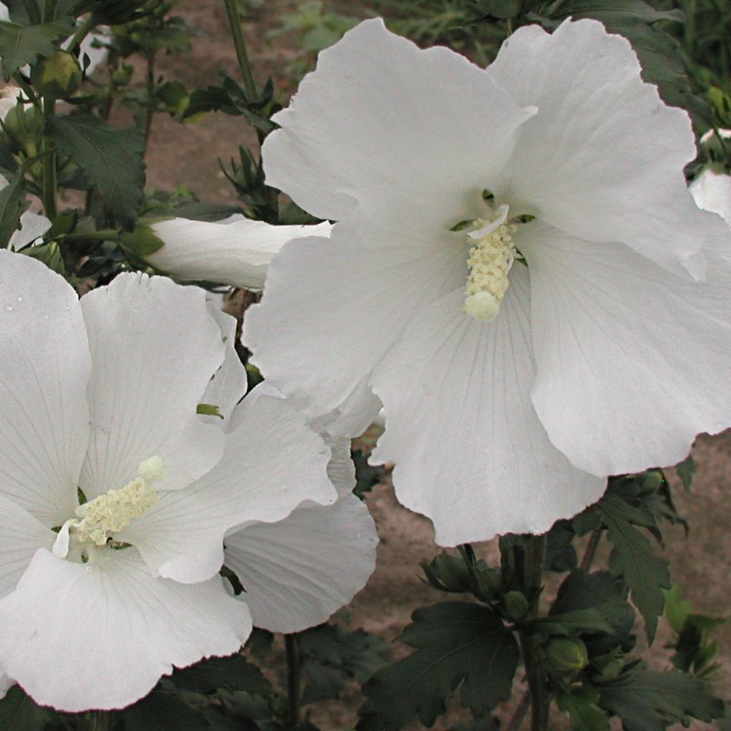 Hibiscus syriacus Eléonore - Altea