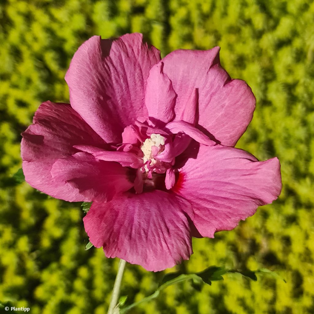 Hibisco Torre de Flores Rubí - Hibiscus syriacus Flower Tower Ruby