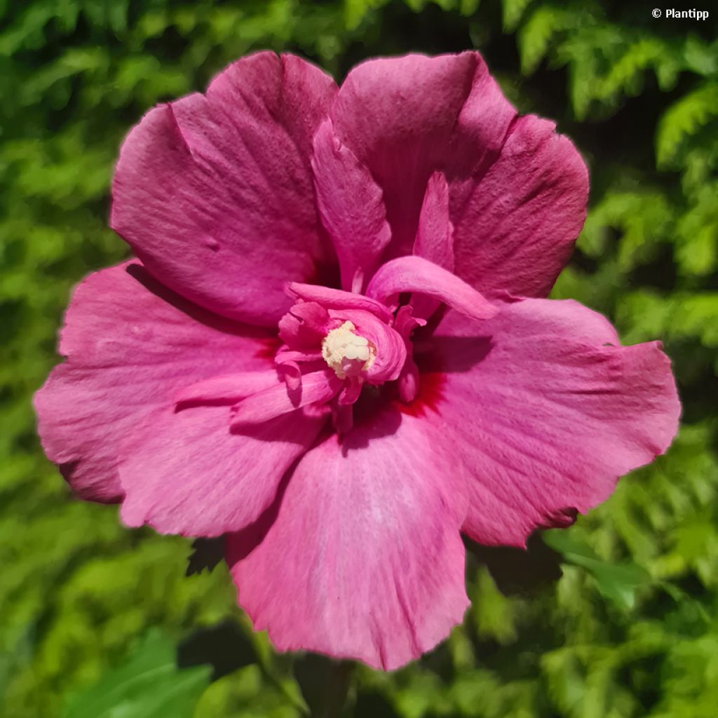 Hibisco Torre de Flores Rubí - Hibiscus syriacus Flower Tower Ruby