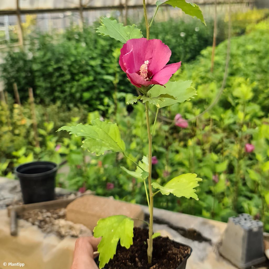 Hibisco Torre de Flores Rubí - Hibiscus syriacus Flower Tower Ruby