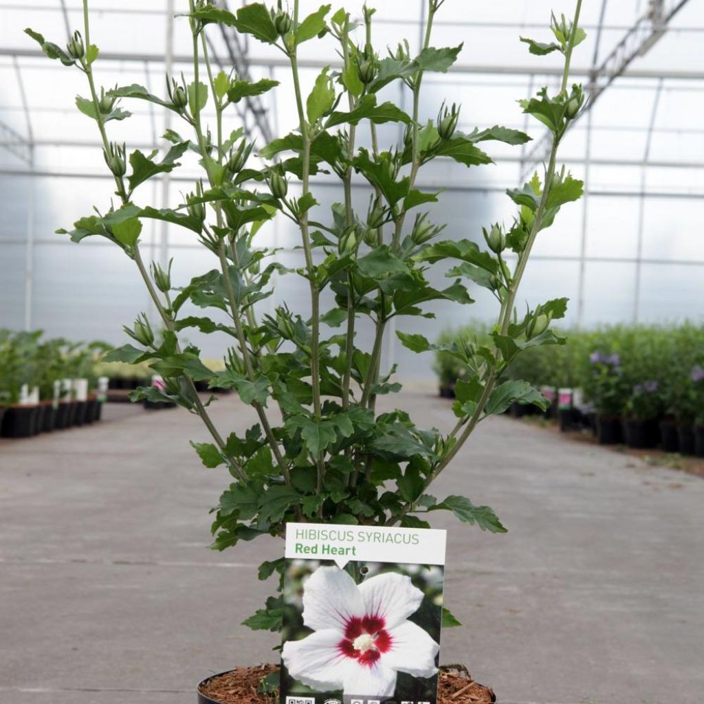 Altea Red Heart - Hibiscus syriacus