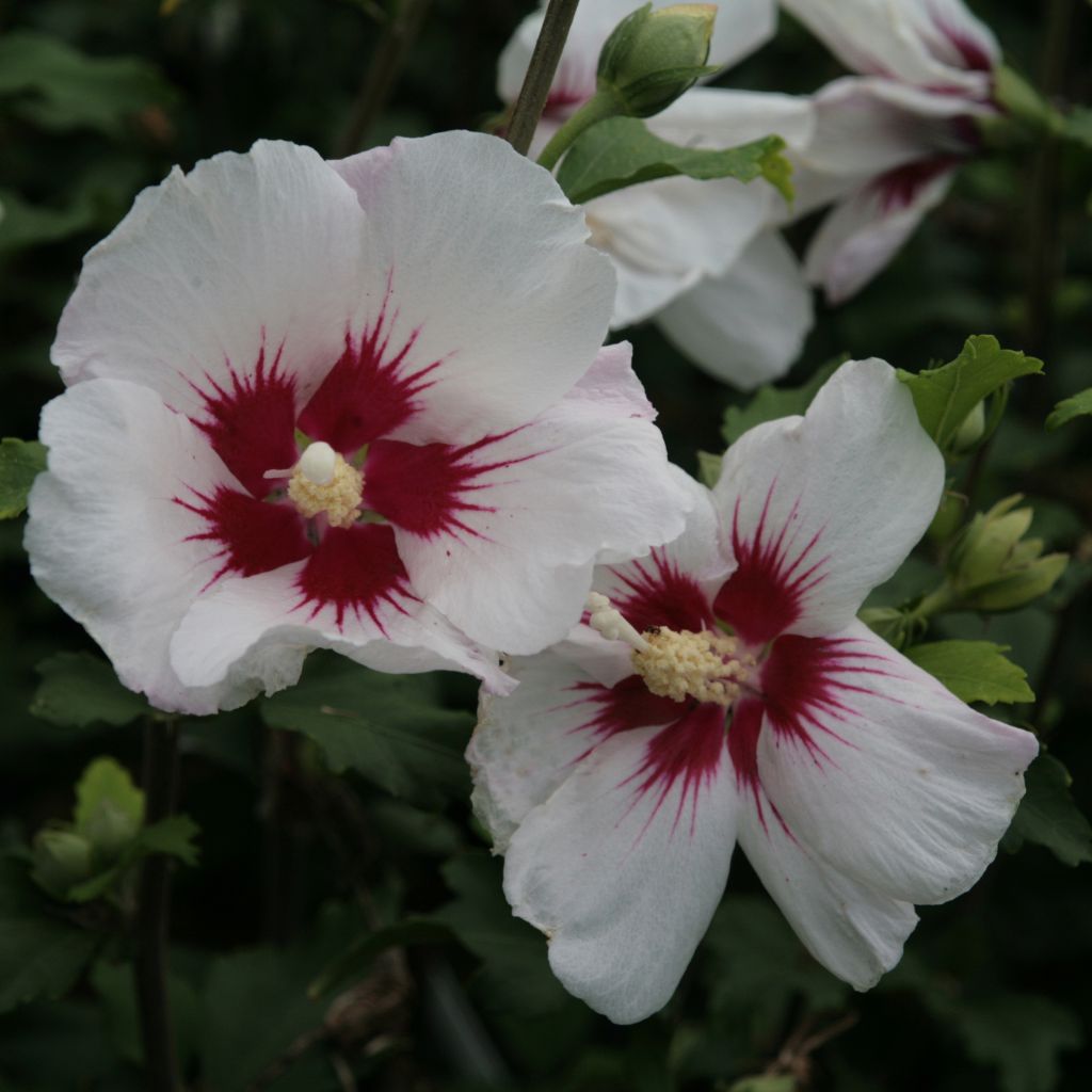 Hibiscus syriacus Shintaeyang - Altea