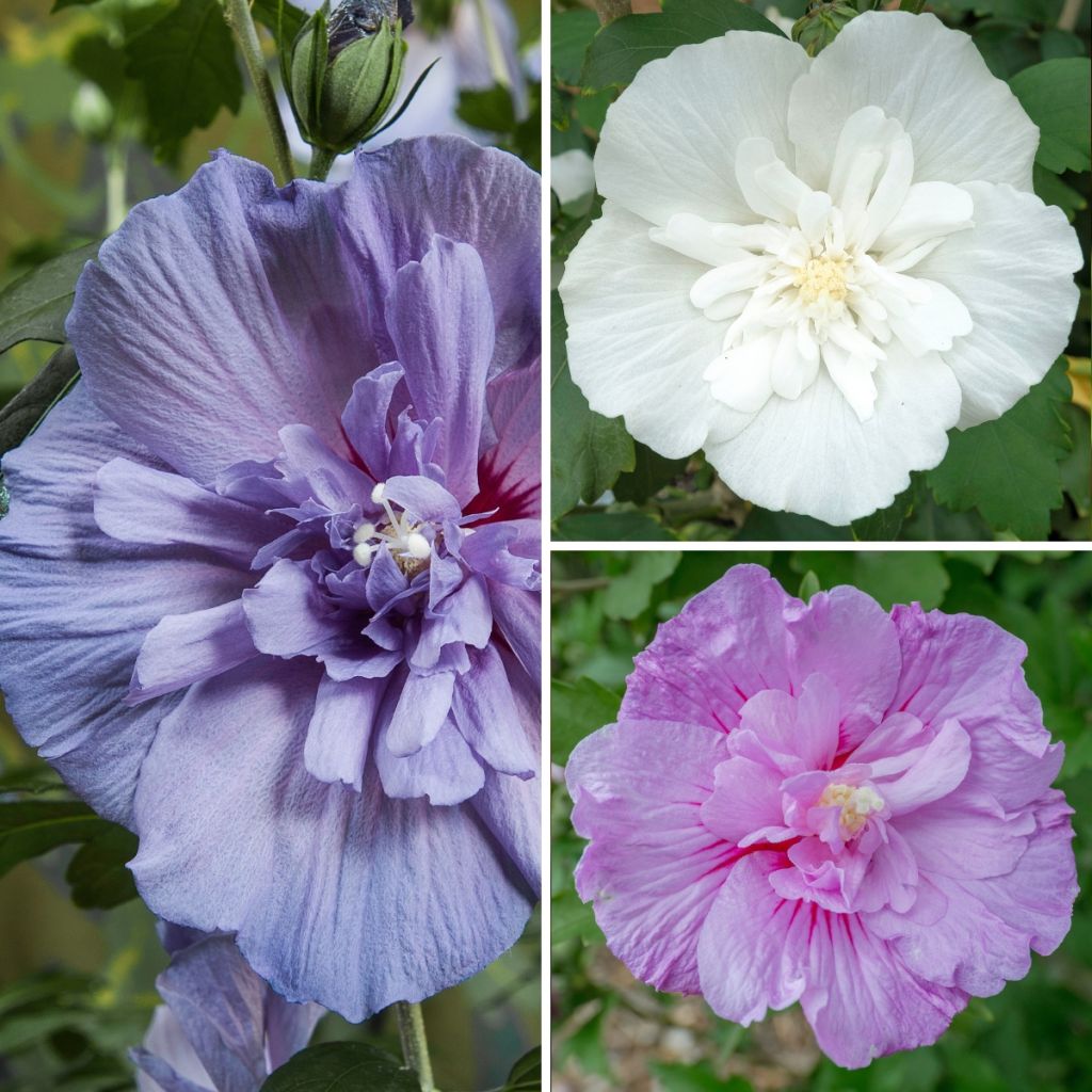 Hibiscus syriacus Three Sisters Mix - Hibiscus syriacus