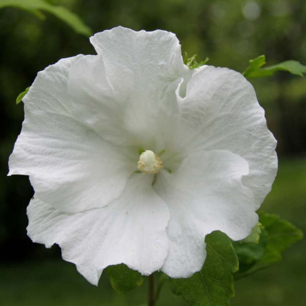 Hibiscus syriacus Totus Albus - Altea