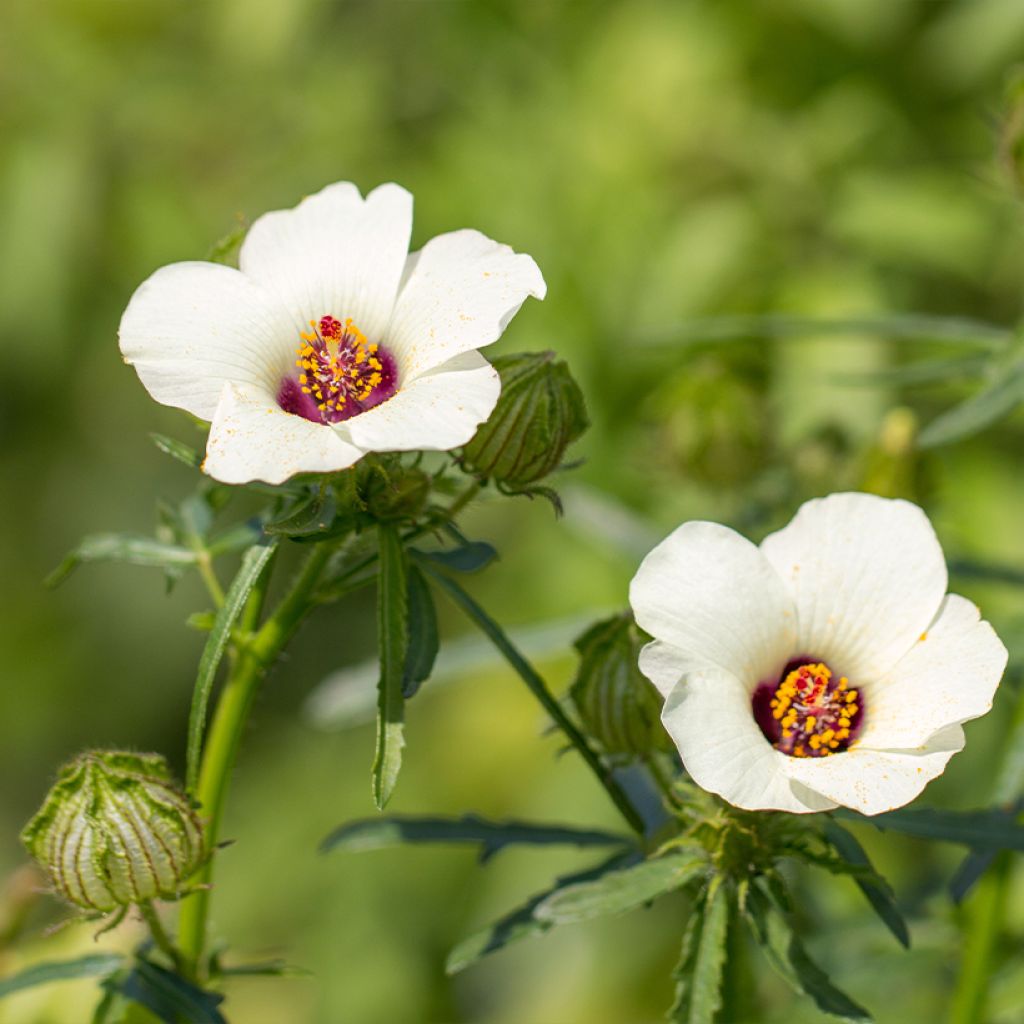 Hibiscus trionum - Aurora común