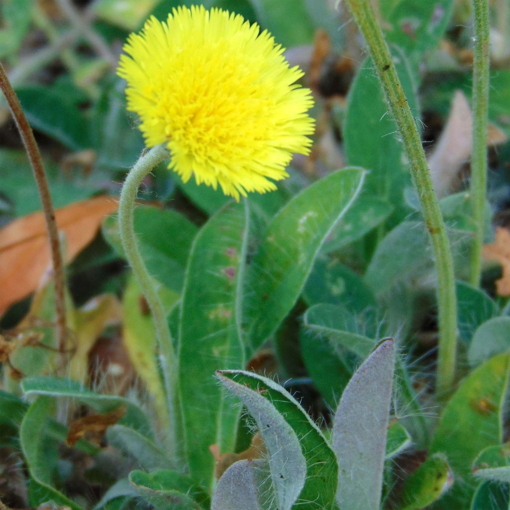 Hieracium pilosella - Epervière