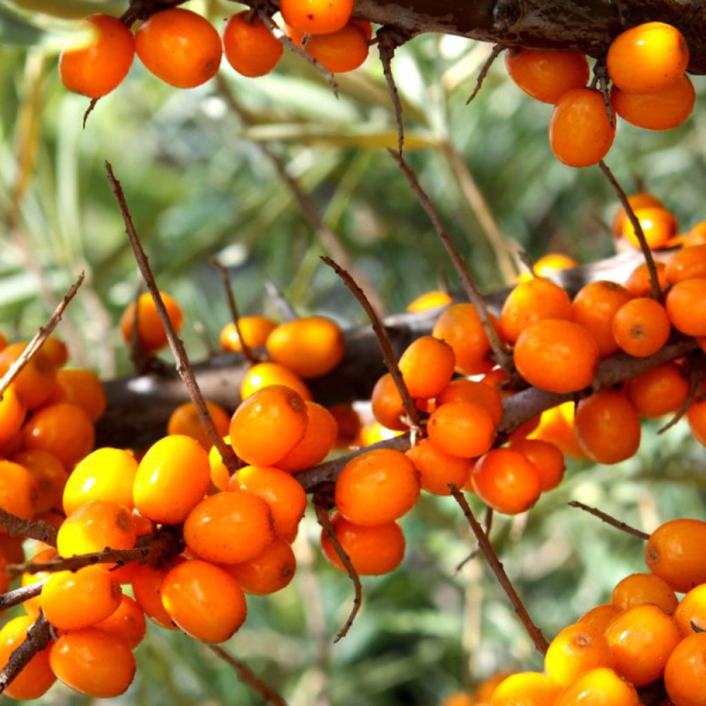 Espino amarillo Botanica