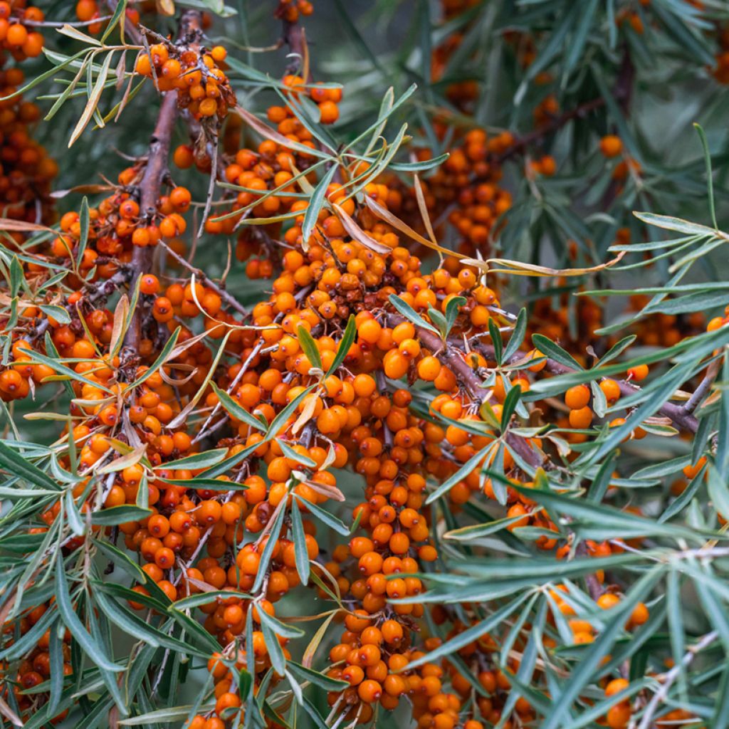 Hippophae rhamnoides Sirola - Argousier femelle