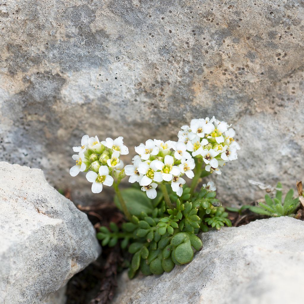 Hornungia alpina