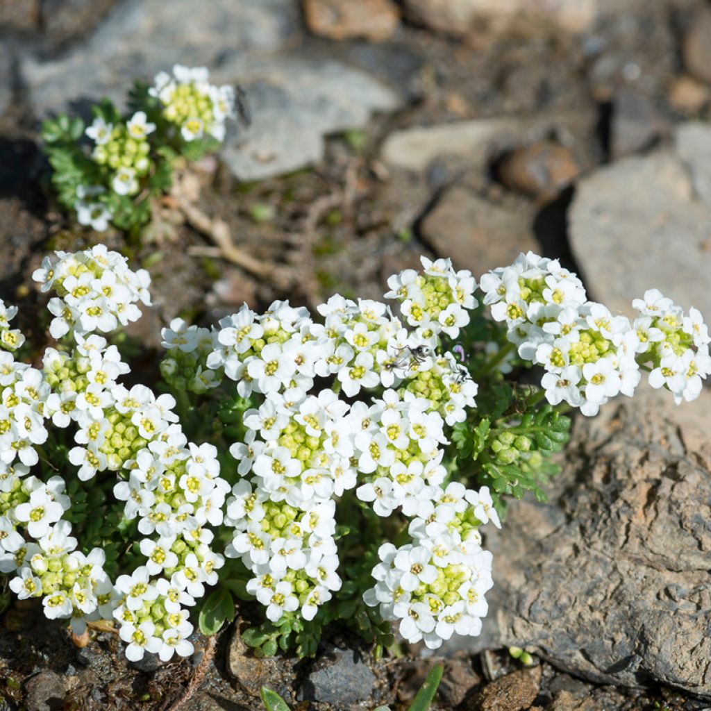 Hornungia alpina