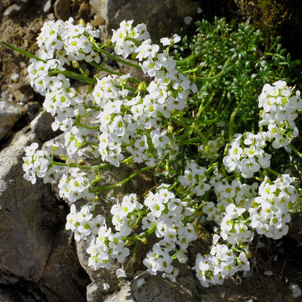 Hornungia alpina