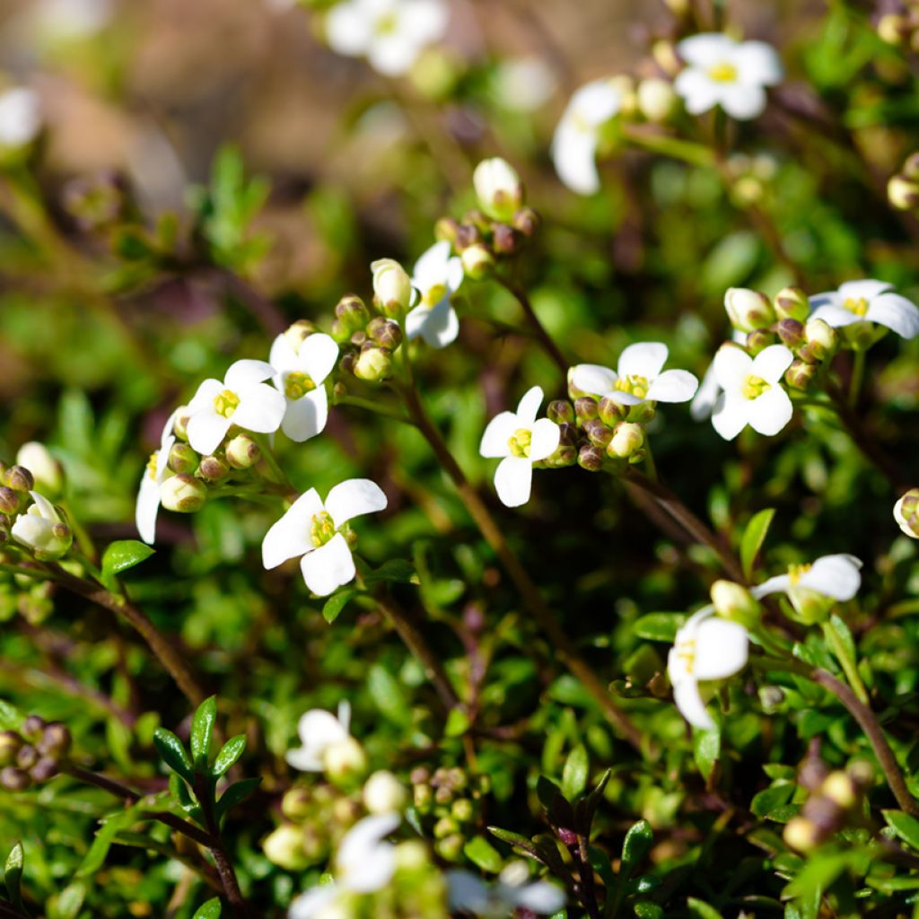 Hornungia alpina