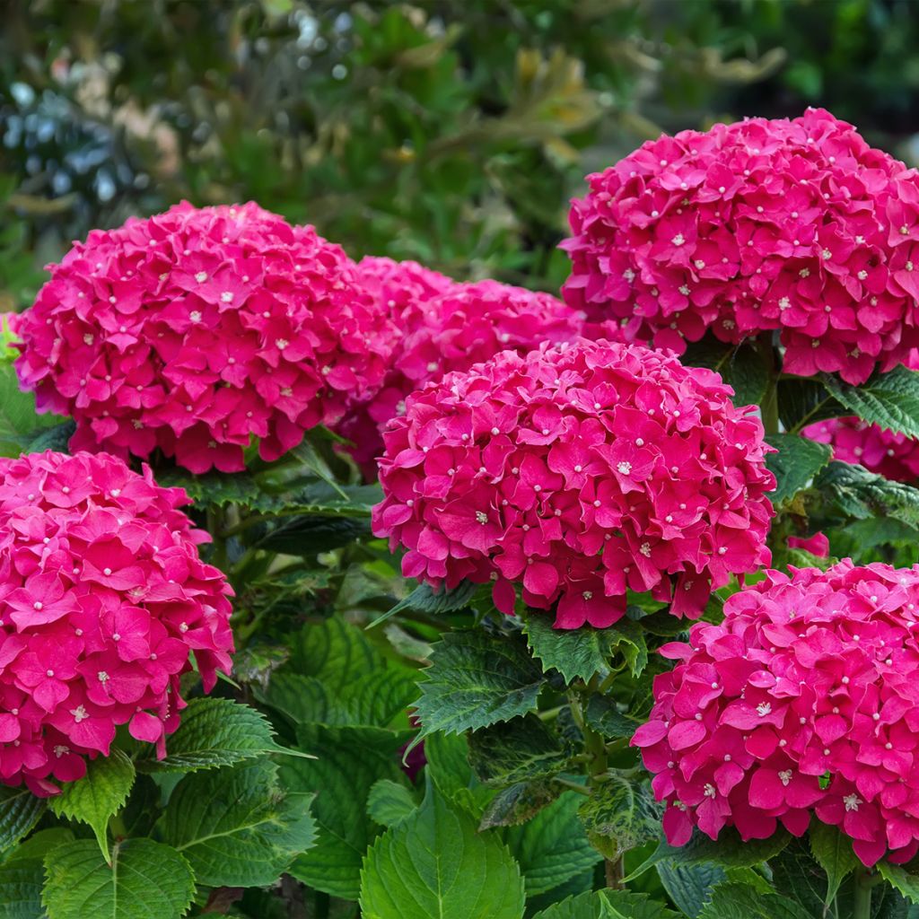 Hortensia macrophylla Eughen Hahn - Hydrangea